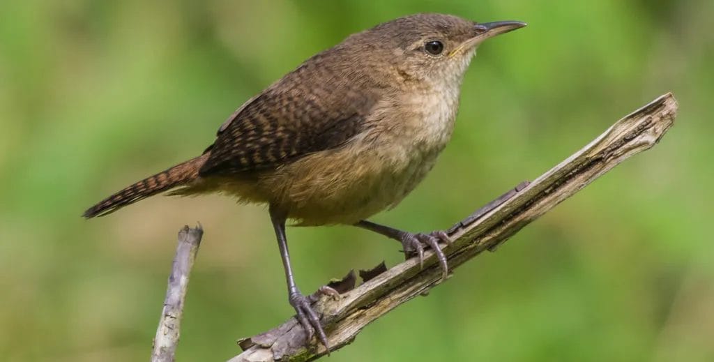 House Wren House Wren