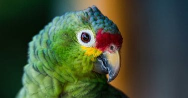 How Long Do Birds Live