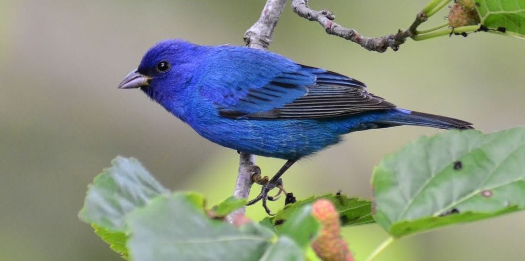 are there bluebirds in michigan