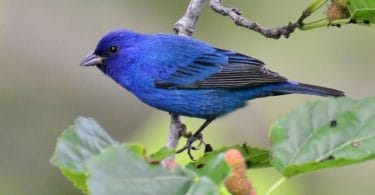 Blue Birds in Michigan