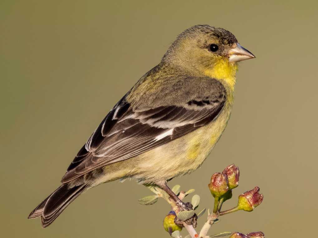 Magnolia Warbler Yellow and Black Bird Magnolia Warbler
