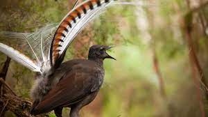 best bird for a pet that talks