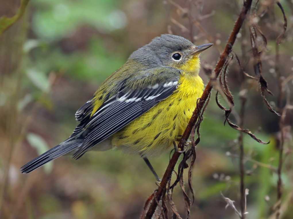 Magnolia Warbler Yellow and Black Bird Magnolia Warbler
