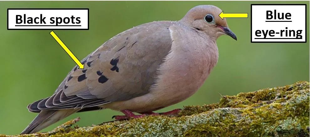 Mourning Dove