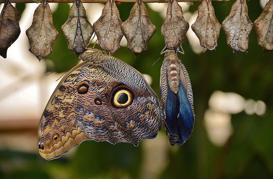 Owl Butterfly Bush