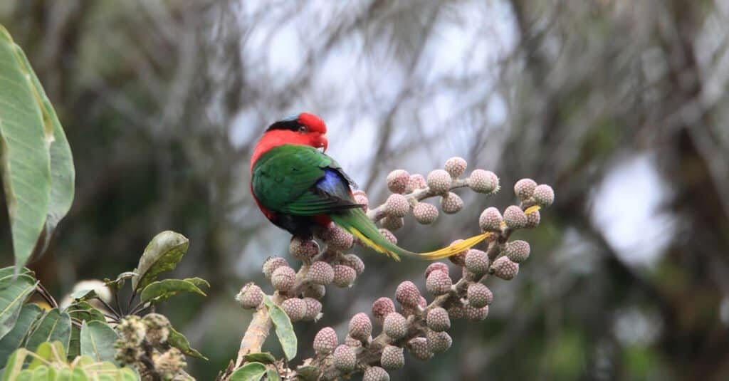 tropical birds in hawaii