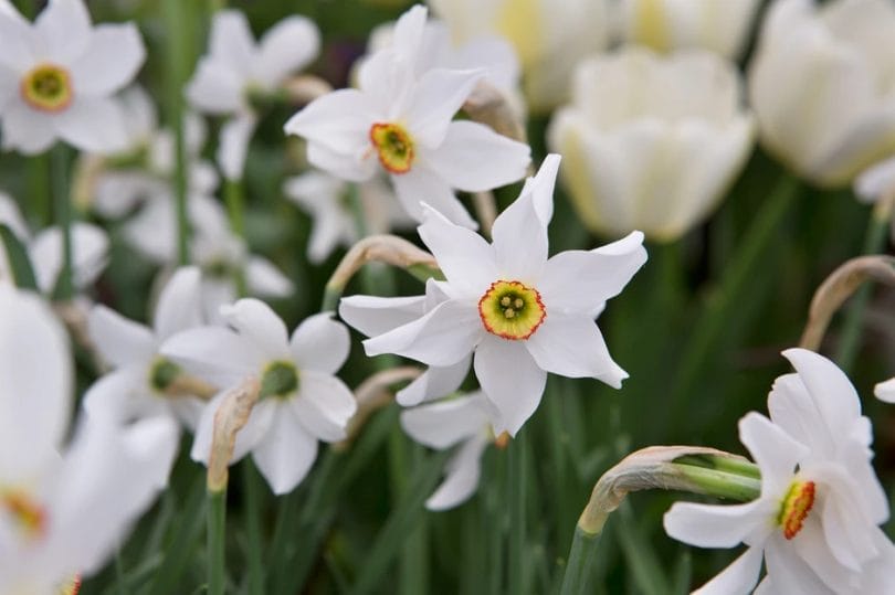 Pheasant's Eye Daffodil (Narcissus)