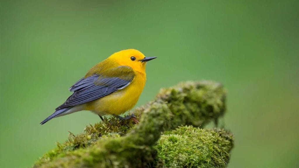 Prothonotary Warbler