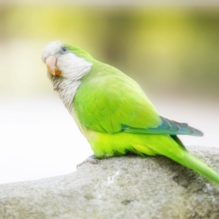 best beginner birds that talk