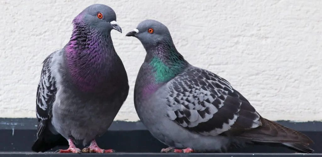 Rock Pigeon Rock Pigeon