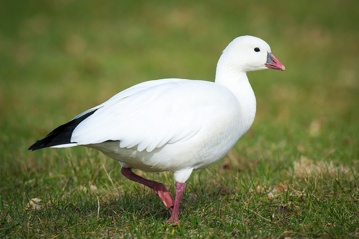 small black and white bird