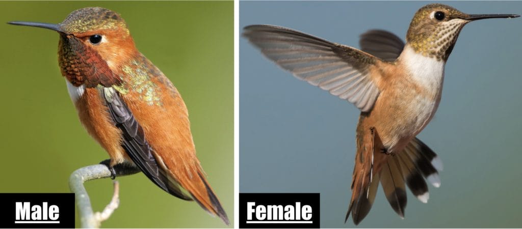 Rufous Hummingbird Rufous Hummingbird
