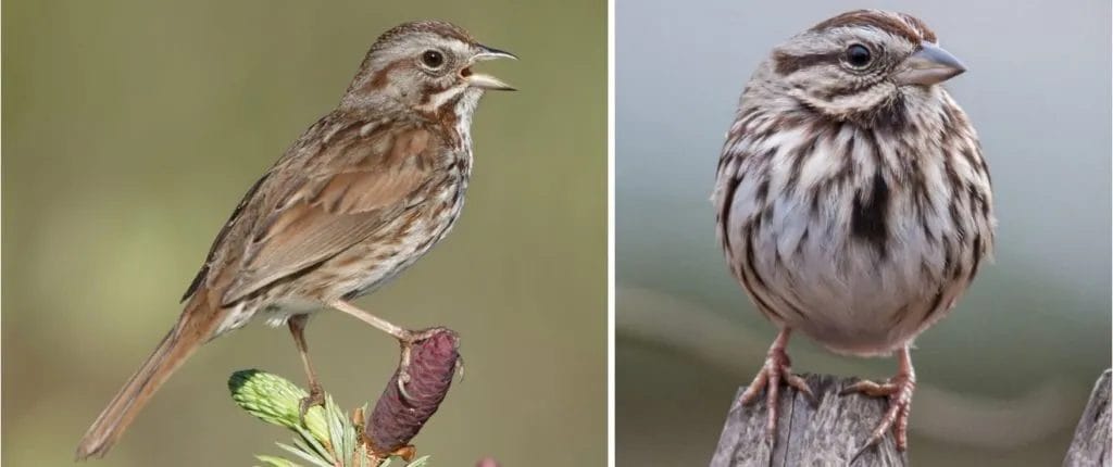 Song Sparrow Song Sparrow