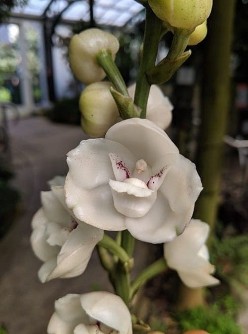 The Dove Orchid The Dove Orchid