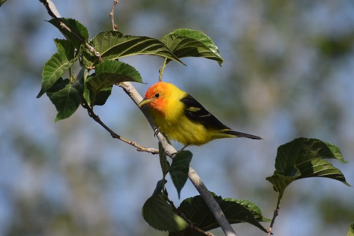 Western Tanager Yellow and Black Bird