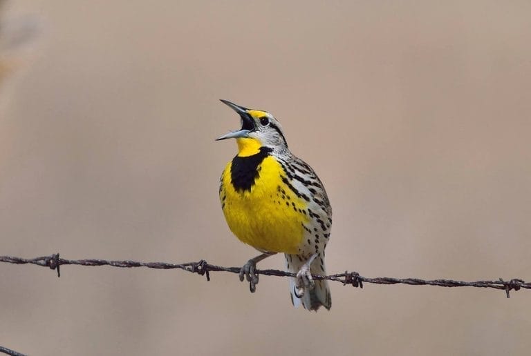 Western and Eastern Meadowlark Yellow and Black Bird