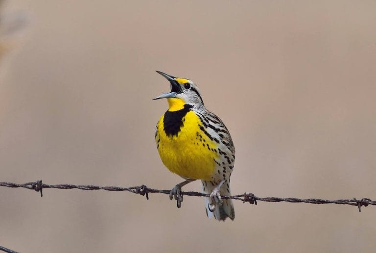 Western and Eastern Meadowlark Yellow and Black Birds