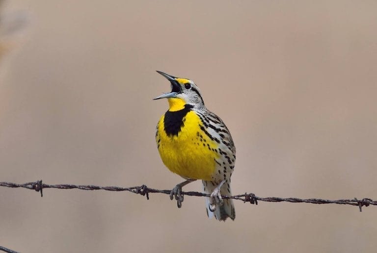 Western and Eastern Meadowlark Yellow and Black Birds Western and Eastern Meadowlark Yellow and Black Birds