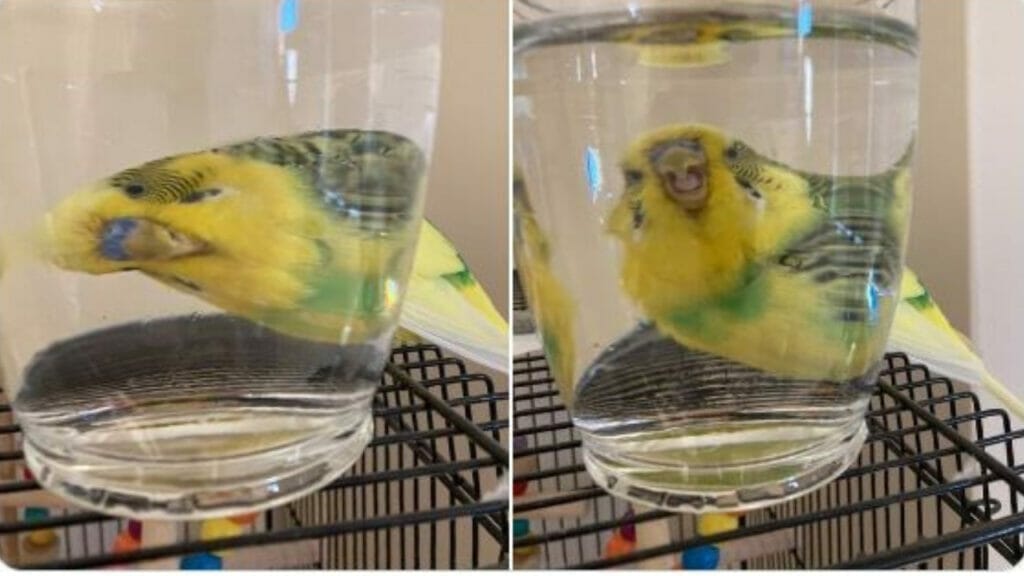 What a bird would do with a glass of water