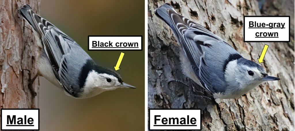 White-breasted Nuthatch White-breasted Nuthatch
