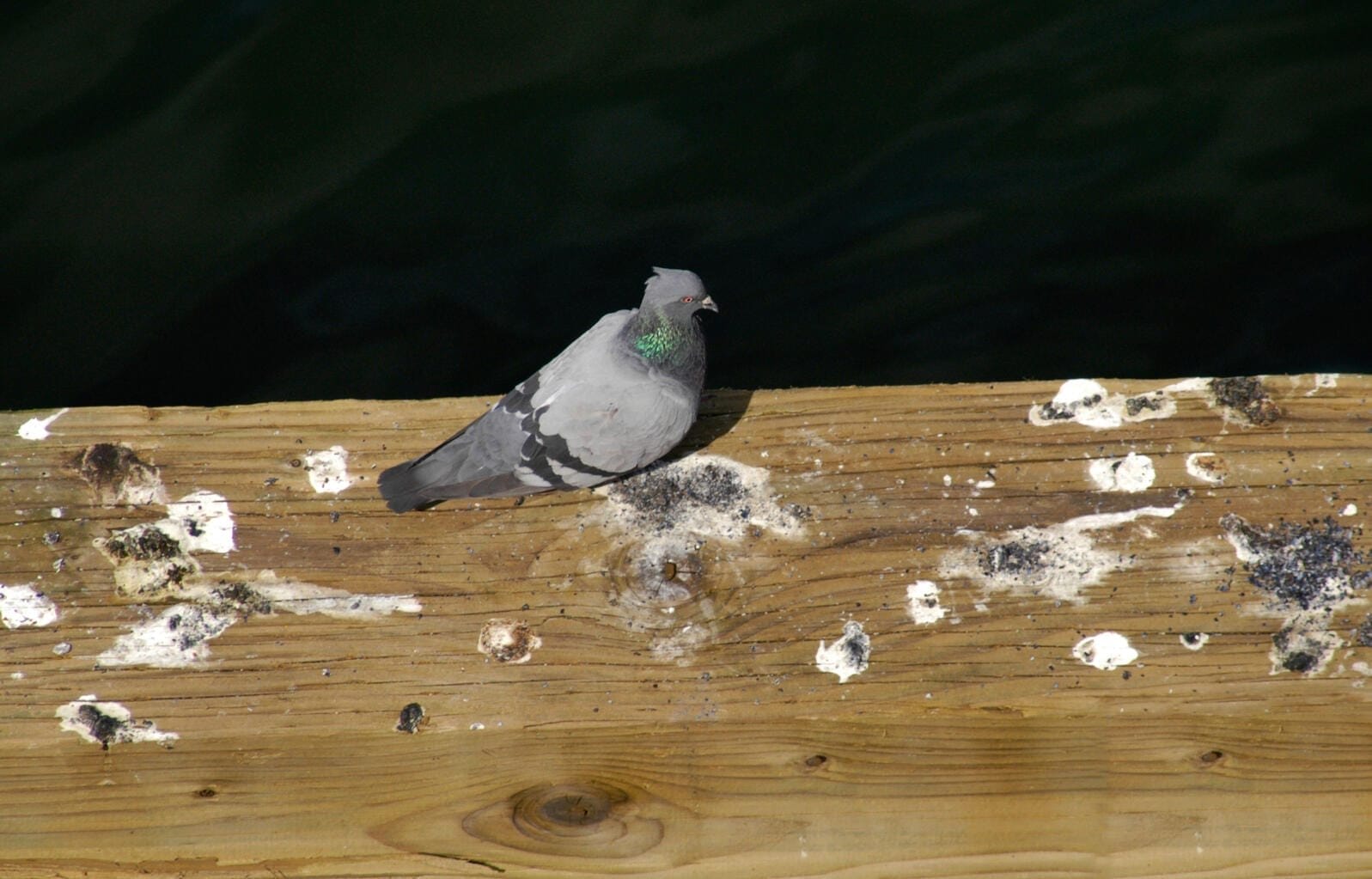 do all birds pee and poop at the same time