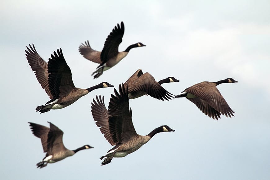 do birds fly at night do birds fly at night
