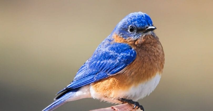 blue bird spiritual meaning