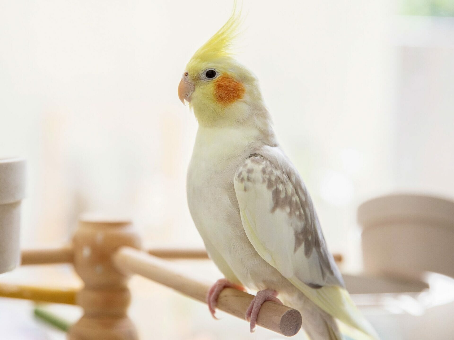 bird with red mohawk