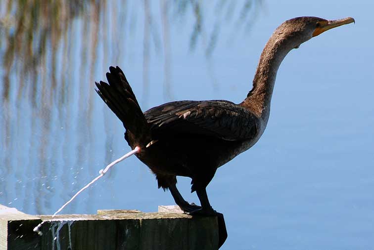 do birds pee in flight,