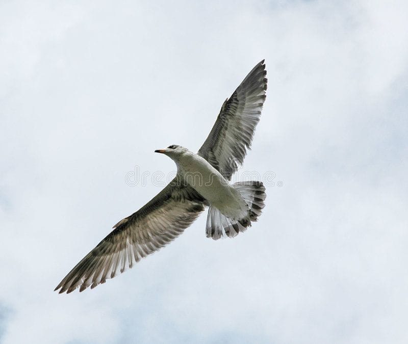 fastest flying bird fastest flying bird