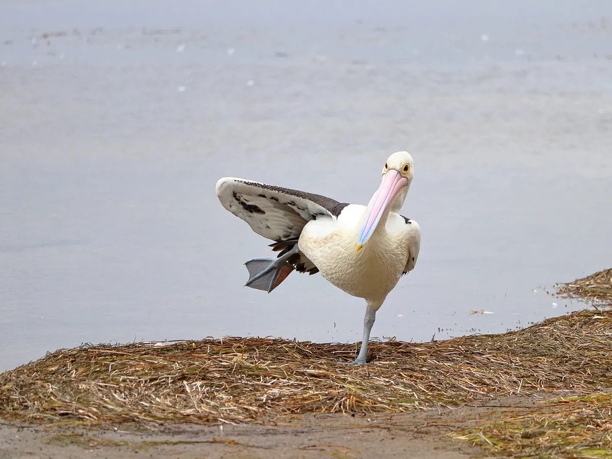 do birds pee and poo at the same time