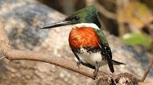 texas national bird texas national bird