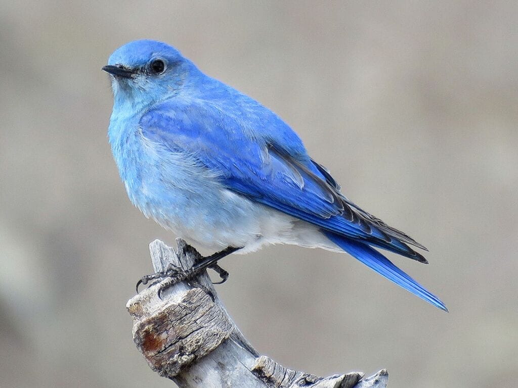 what does a blue bird mean