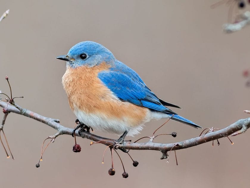 blue birds spiritual meaning