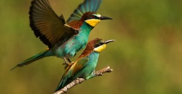 how does hummingbirds mate