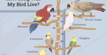 how long do cockatiel birds live