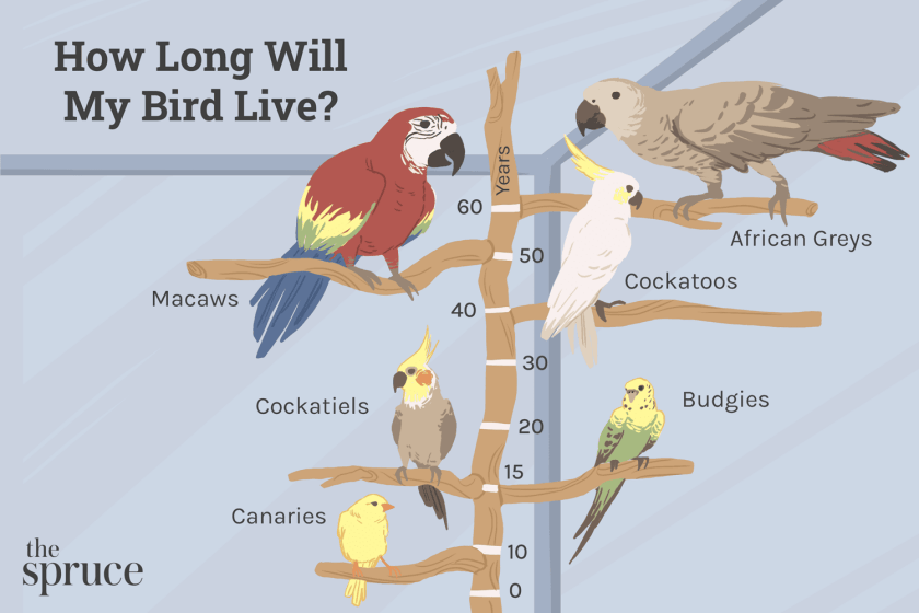 how long do mynah birds live