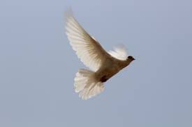 why do birds fly into windows why do birds fly into windows