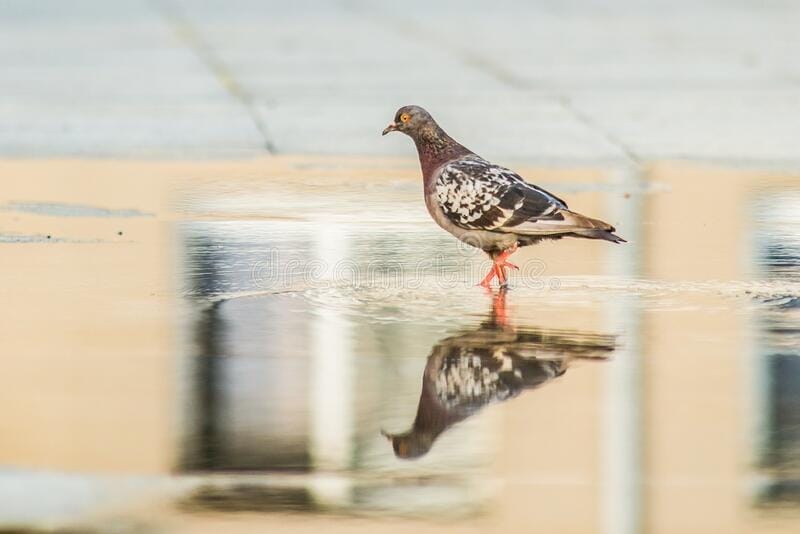 Birds Behind Glasses Of Water Bird With Reflection In Water
