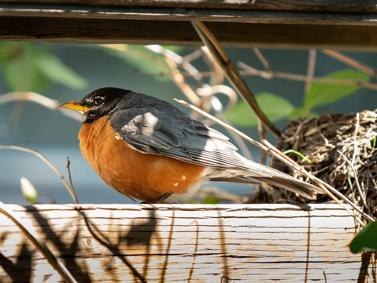 how do birds mate images