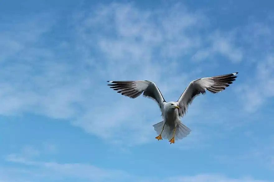 how to keep birds from flying into windows how to keep birds from flying into windows