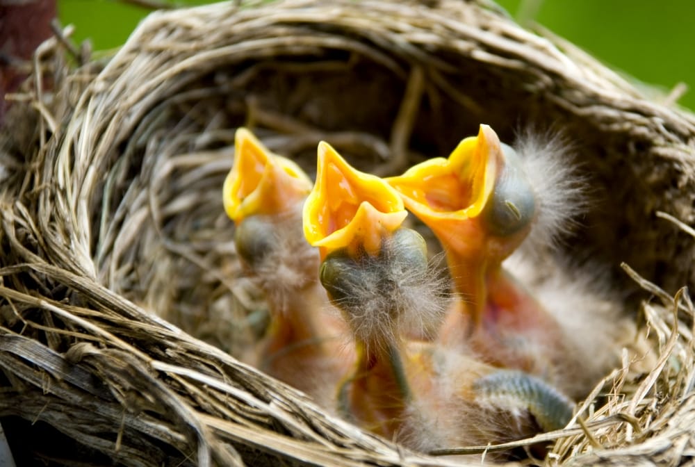 What Do Baby Birds Eat Everything Explained