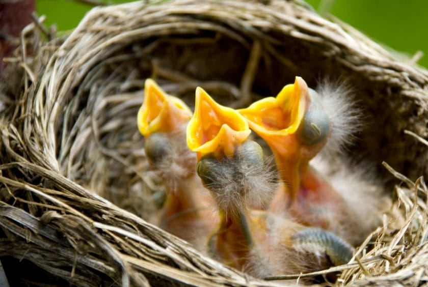 what do baby birds eat