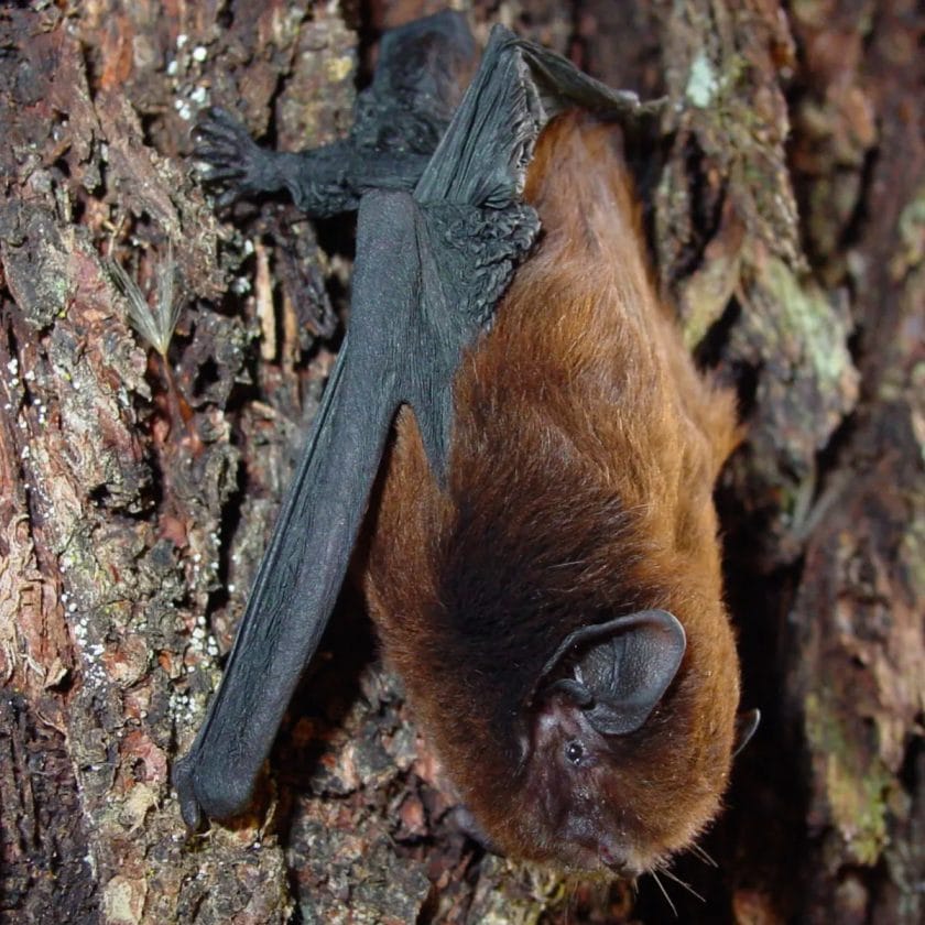 bats are bird amish bats are bird amish