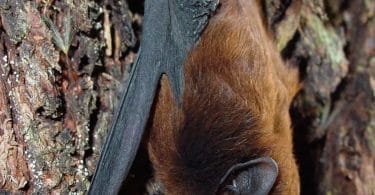 bats birds and humans are vertebrates