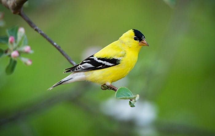 black and yellow small bird