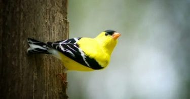 yellow and black bird illinois