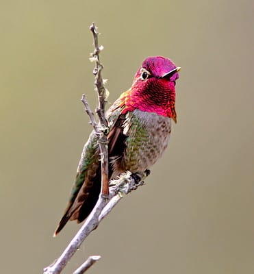 birds that are pink