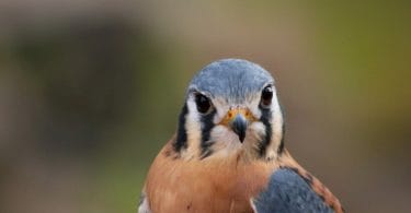 Arizona Birds-Top 12 Arizona Birds