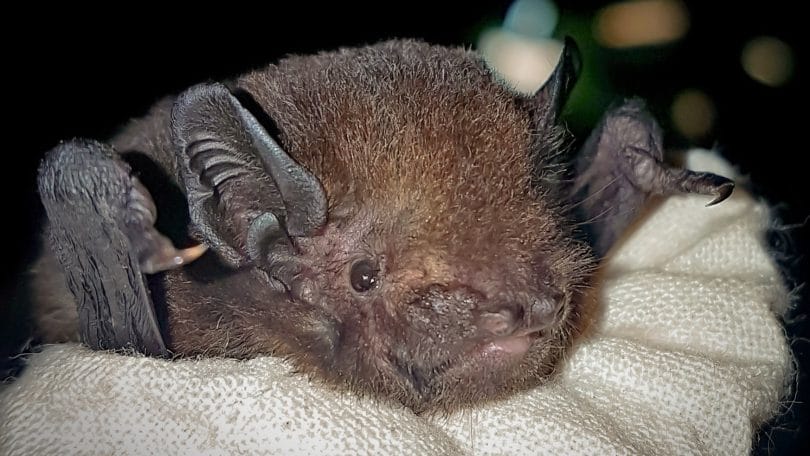 are little brown bats in the bird family
